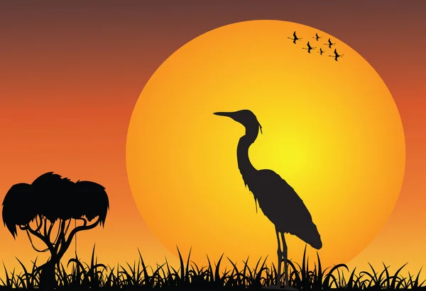 Цапля в африканской саванне на восходе солнца — стоковое фото