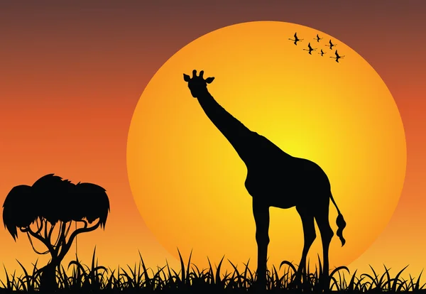 Girafe dans la savane africaine au lever du soleil — Photo