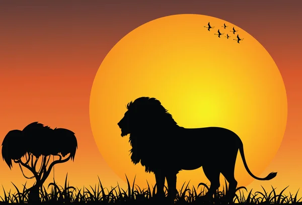 Africký Lev na východ slunce — Stock fotografie