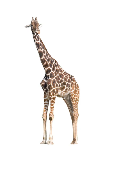 Giraffa (Giraffa camelopardalis ) — Foto Stock