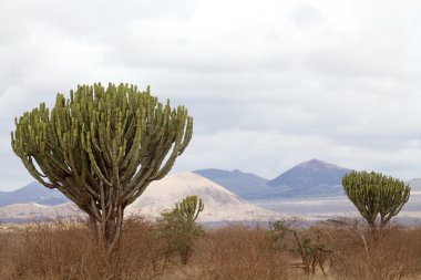 Afrika savana