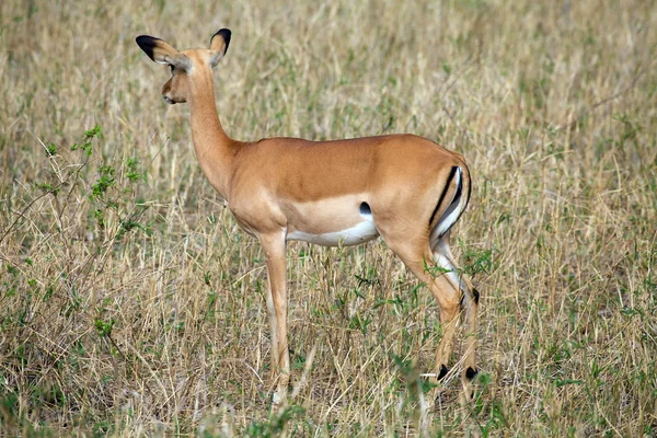 Impala fêmea (Aepyceros melampus) — Fotografia de Stock