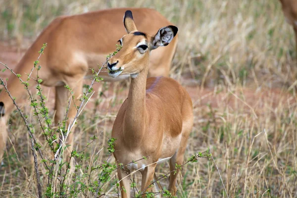 Female impala (Aepyceros melampus) — Stock Photo, Image