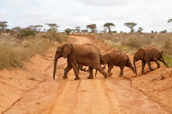 Elefantes africanos (Loxodonta Africana ) — Fotografia de Stock