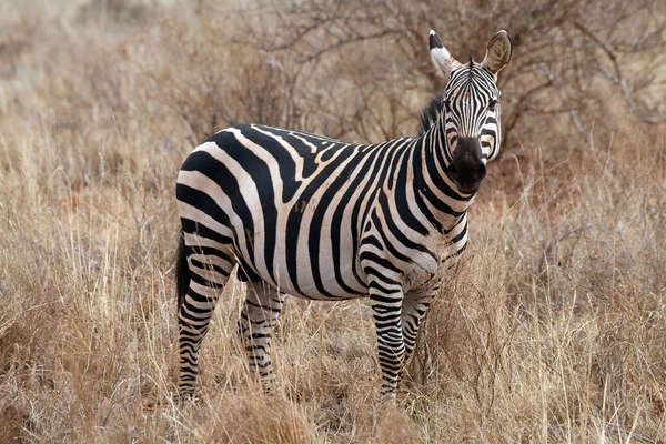 Slätterna zebra (Equus burchellii) — Stockfoto