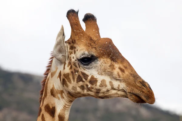 Giraffe (giraffa camelopardalis) — Stockfoto