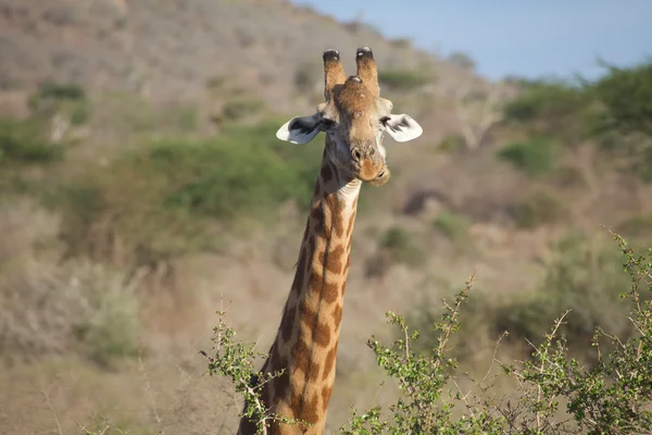 Καμηλοπάρδαλη (giraffa καμηλοπάρδαλης) — Φωτογραφία Αρχείου