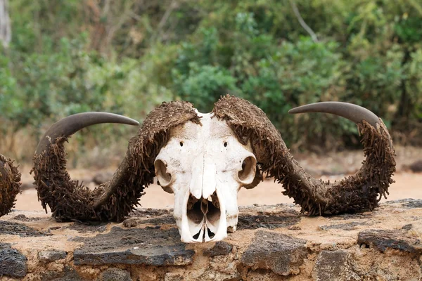 African buffalo (Sincerus caffer) skull — Stock Photo, Image