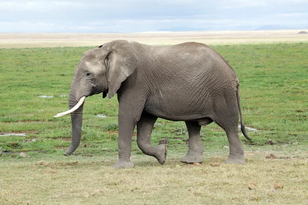 Αφρικανικός ελέφαντας (Loxodonta africana)) — Φωτογραφία Αρχείου