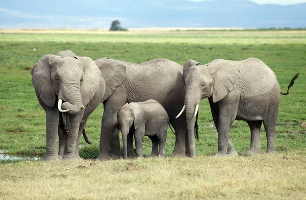 Afrikanska elefanter (Loxodonta africana) — Stockfoto