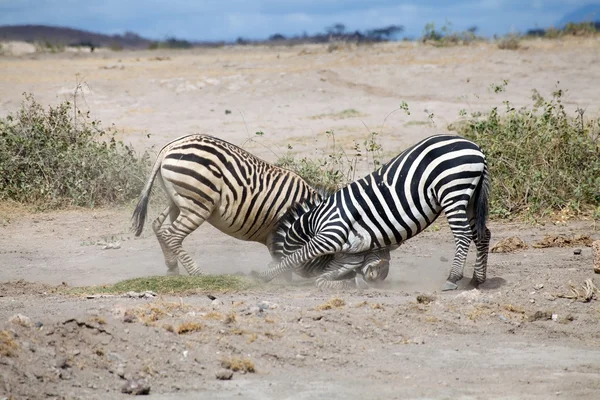 Plains zebras (Equus burchellii) are fighting — Stock Photo, Image