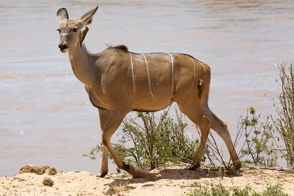 Grand kudu (Tragelaphus strepsiceros) femelle et bœuf à bec rouge — Photo