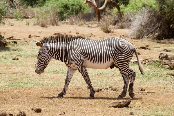 Zebra Grévyho (Equus grevyi) — Stock fotografie