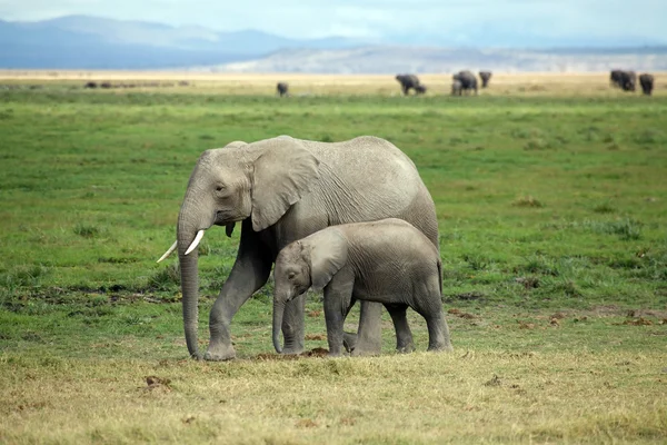 Afrikansk elefant (Loxodonta africana)) — Stockfoto