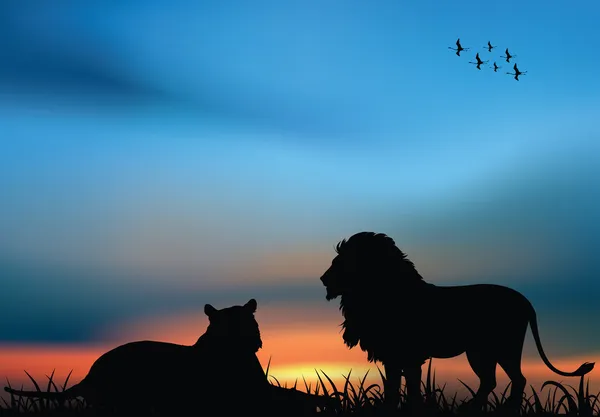 Aslan ve aslan, Afrika savana — Stok fotoğraf
