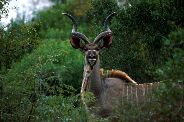 Větší kudu (Tragelaphus strepsiceros) — Stock fotografie