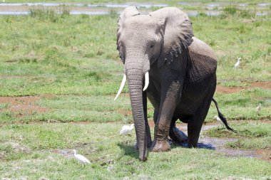 Afrika Fili (Loxodonta africana)