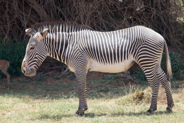 Grevy's zebra (Equus grevyi) clipart