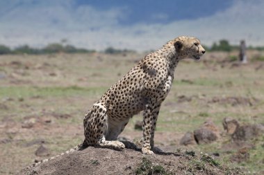 Çita (Acinonyx jubatus)