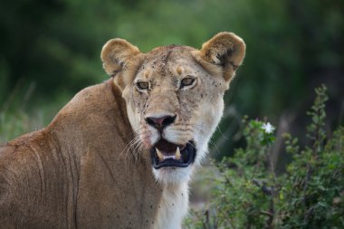 Afrikalı dişi aslan (Panthera leo)