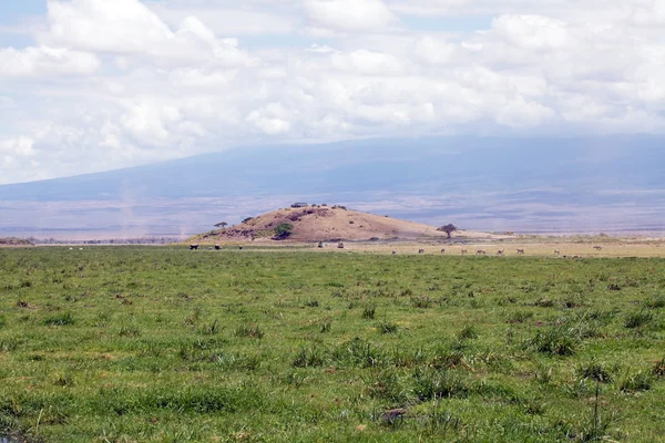 Marsh en el Parque Nacional Amboseli, Kenia — Foto de Stock