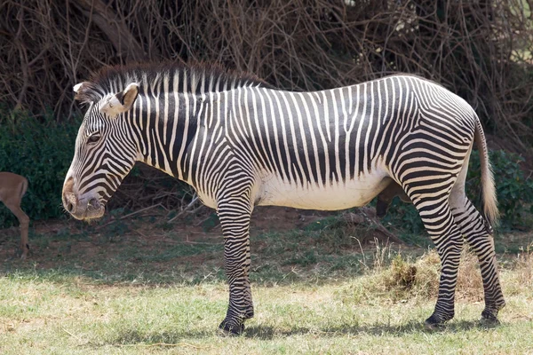 Grevy's zebra (Equus grevyi) — Stockfoto