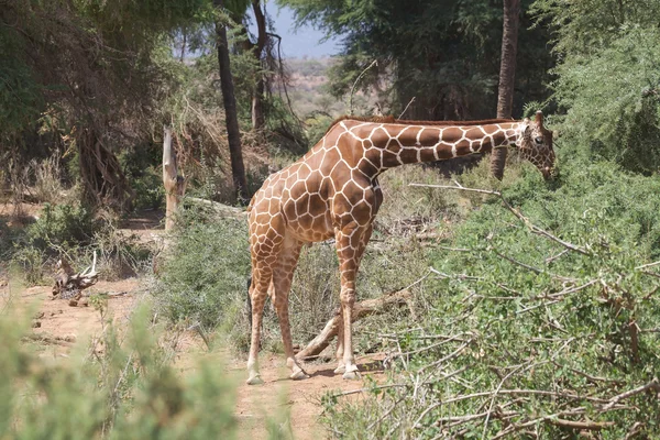 기린 (Giraffa 기린자리 reticulata 그물 모양의) — 스톡 사진
