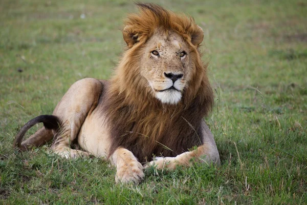Lion d'Afrique (Panthera leo ) — Photo