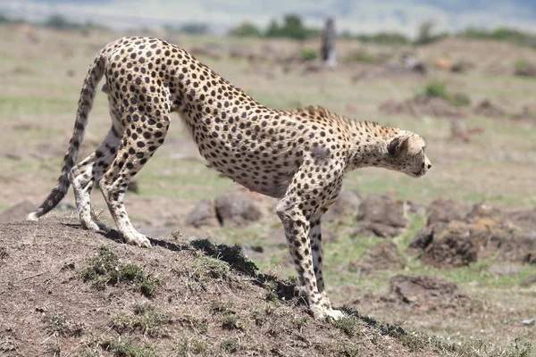 Gepard štíhlý (Acinonyx jubatus) — Stock fotografie