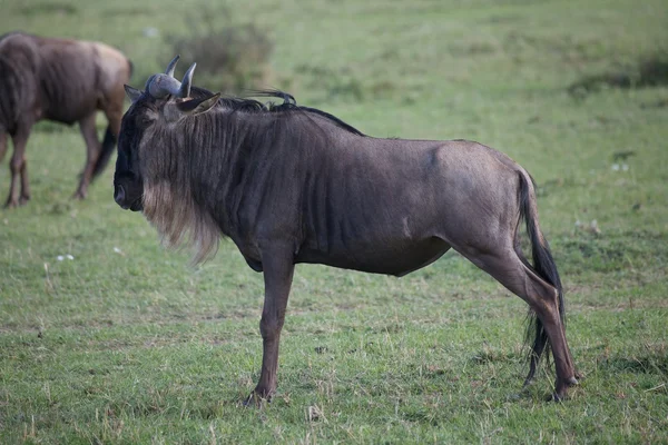 Western white barbed wildebeest (Connochaetes taurinus mearnsi) — Stock Photo, Image