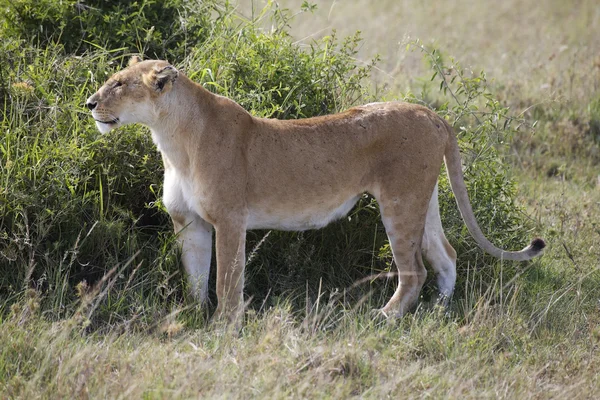 Leonessa africana (Panthera leo) — Foto Stock