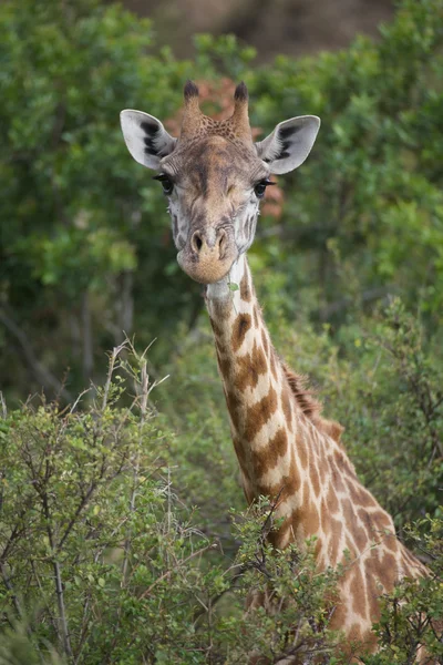 Giraff (giraffa camelopardalis) — Stockfoto
