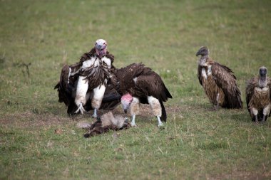 Gömülmüş suratlı akbabalar (Torgus tracheliotus) ve Ak sırtlı akbaba (Gyps