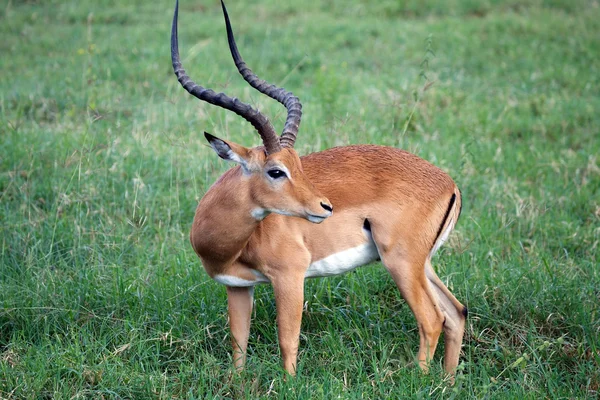 Manlig Impala (Aepyceros melampus)) — Stockfoto