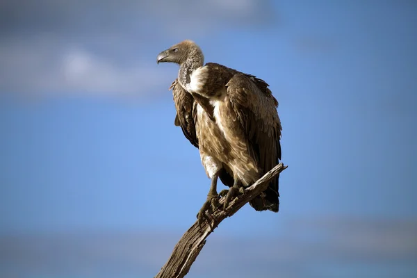 白背秃鹫 (石膏非洲) — 图库照片