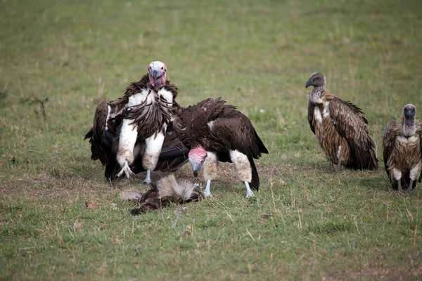 Lapped-faced Vultures (Torgus tracheliotus) and White-backed Vultures (Gyps — Stock Photo, Image