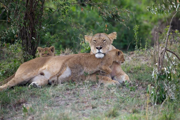 Leona africana y cachorros (Panthera leo ) — Foto de Stock