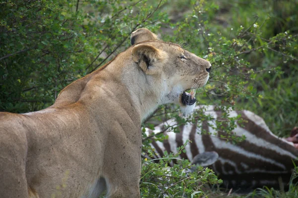 De Afrikaanse Leeuwin (Panthera leo) heeft gedood een zebra (Equus burchellii) — Stockfoto