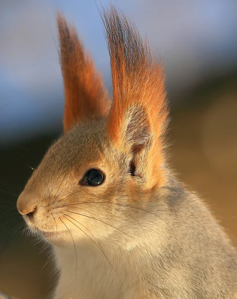 Ground squirrel close up — Stock Photo, Image