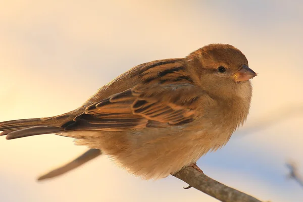 stock image Eating sparrow