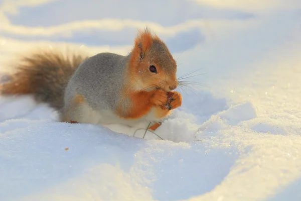 Σκίουρος στο χιόνι — Φωτογραφία Αρχείου