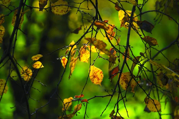 stock image Autumn leaves.