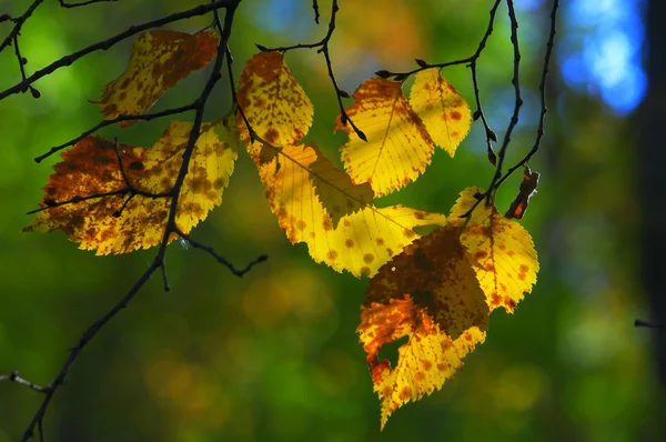 stock image Autumn leaves.