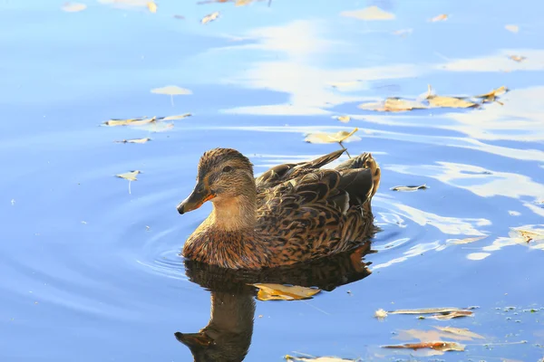 stock image Wild duck