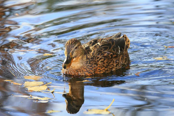 Stock image Wild duck