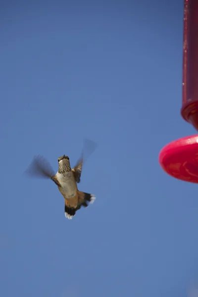 Flying Hummingbird em Alimentador — Fotografia de Stock