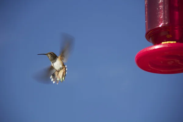 Flying Hummingbird at Feeder — Stock Photo, Image
