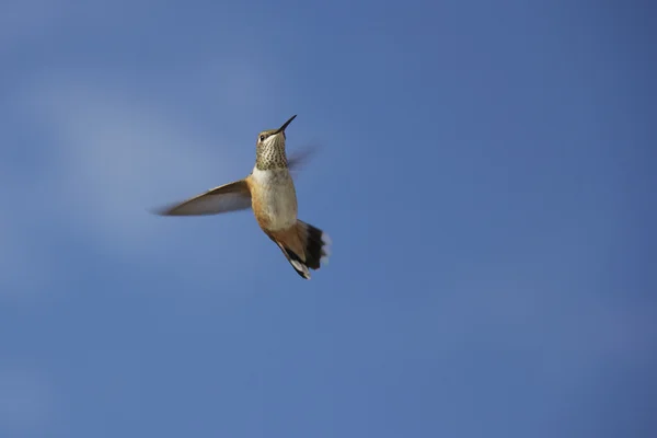 Hummingbird in lotta — Foto Stock