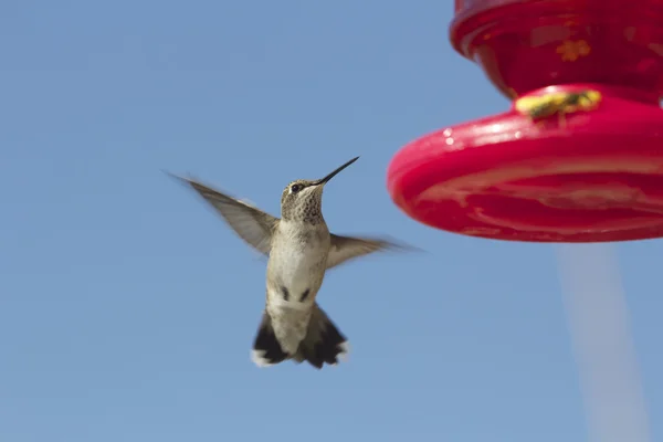 Flygande hummingbird på feeder — Stockfoto