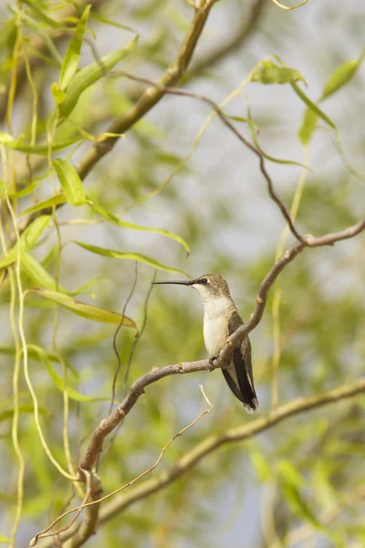 Hummingbird Arroccato a Salice — Foto Stock